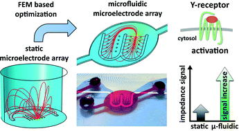 A novel microfluidic microelectrode chip for a significantly enhanced monitoring of NPY-receptor activation in live mode