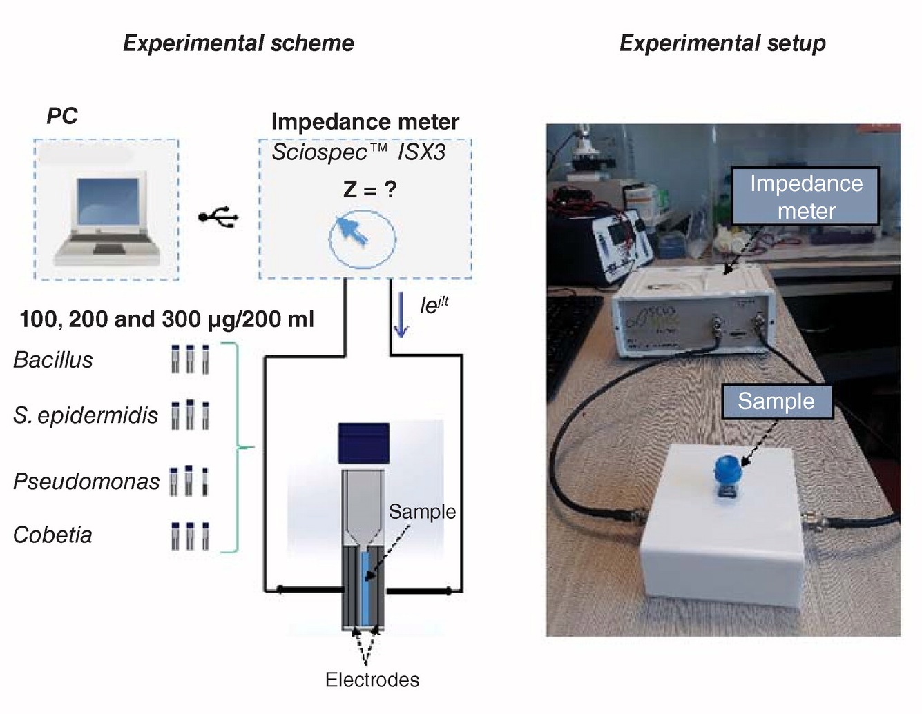 Detection and differentiation of bacteria by electrical bioimpedance spectroscopy